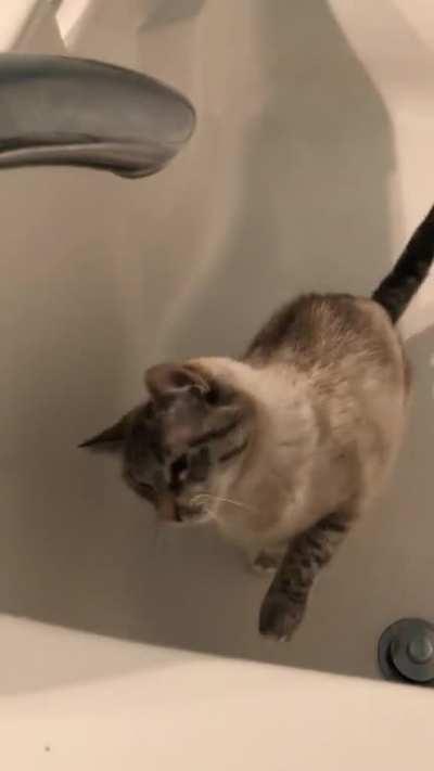 Cat Battles Dripping Faucet