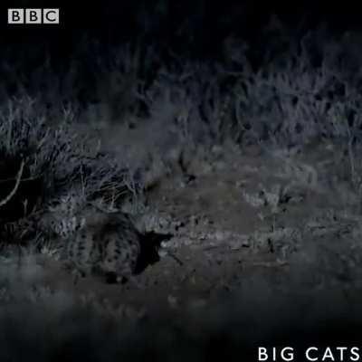 The black-footed cat is the deadliest wildcat in the world. it's hunts are 60 % successful the highest of any wildcat.