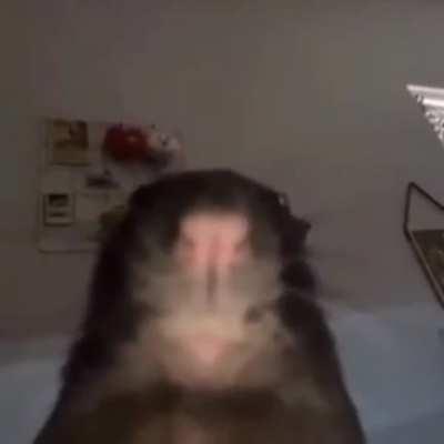 Los pibes baneados viendo los videos de bana