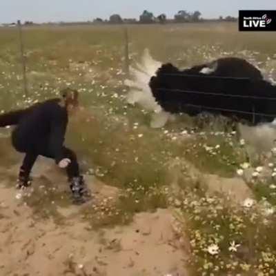 🔥Ostrich copying this girl's dance moves