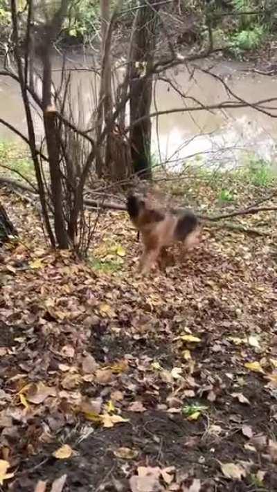 Large sticks are always better • tk @justficus666