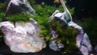 Land moss producing oxygen in aquarium