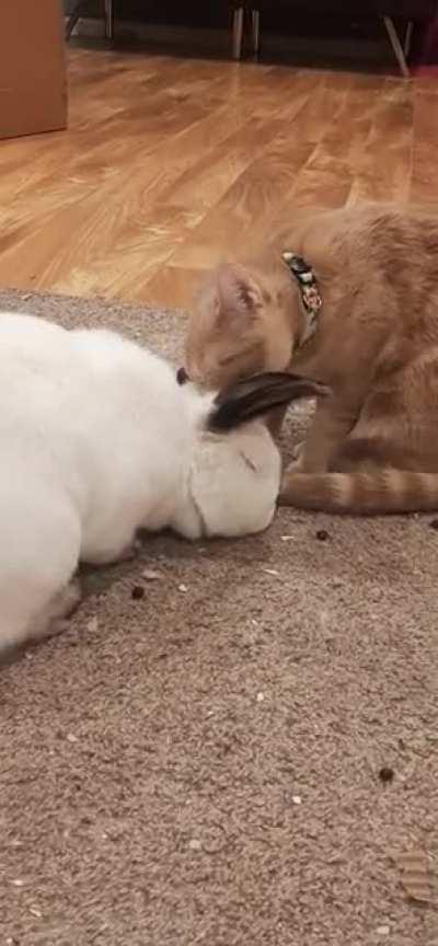 Keeping her buddy well groomed