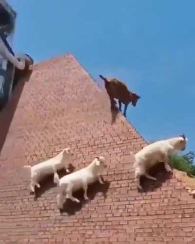 Spider goats are so cool!