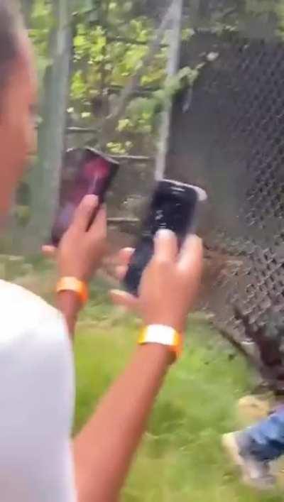 Man taunts lion and loses a finger