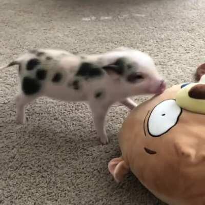 Piggy play time