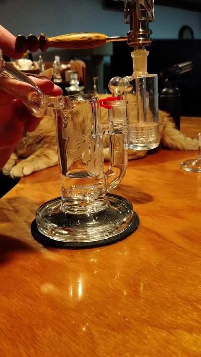 A few hits with the cat and Pink Floyd