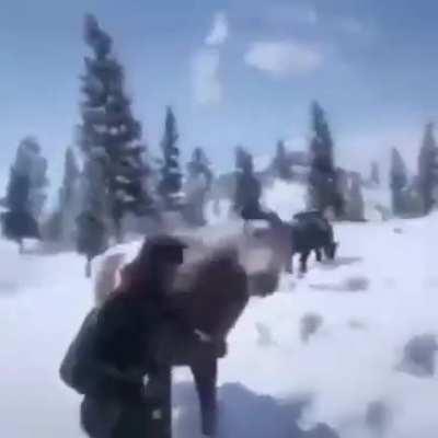 How vegans think animals are killed