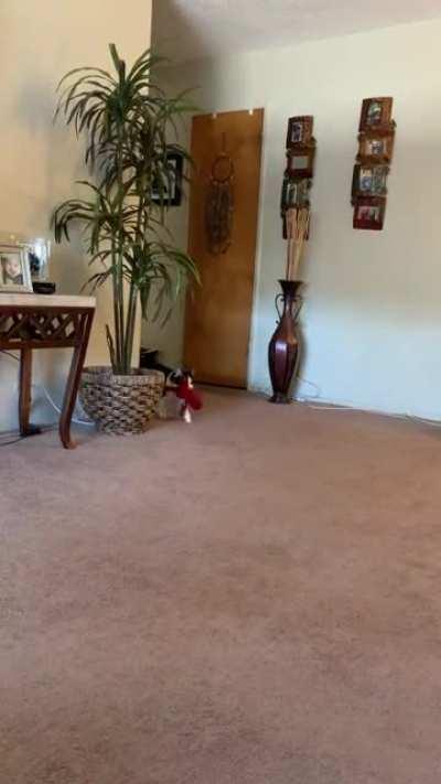 my sister sent me this 5min after I left for work(yes that is a portrait drawing of my cat)