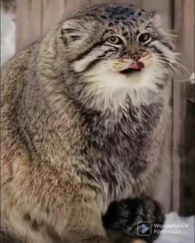 Some prime fluffy scrunge