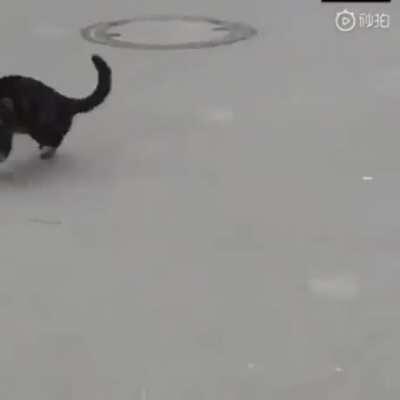 Trying to hunt a rat