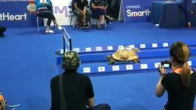 This is important. What happens when a rabbit and a turtle actually race?