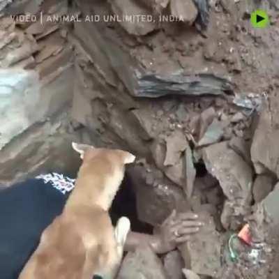 She worked hard to save her cubs.