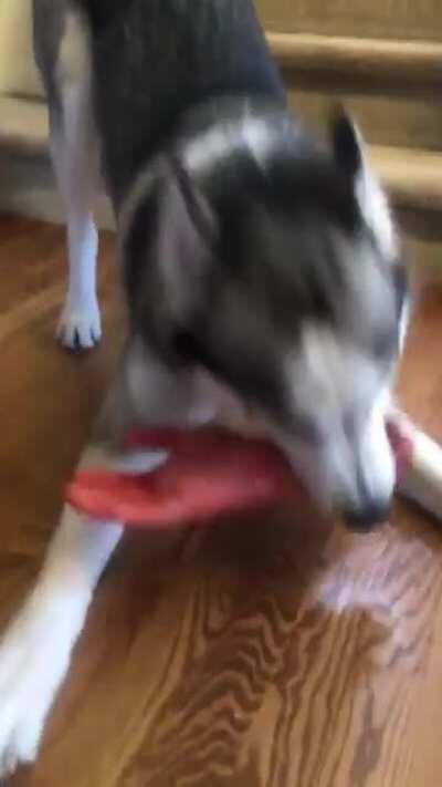 My prankster dad came over and gave this to my husky while I was at the store.... almost had a heart attack when I walked in the door