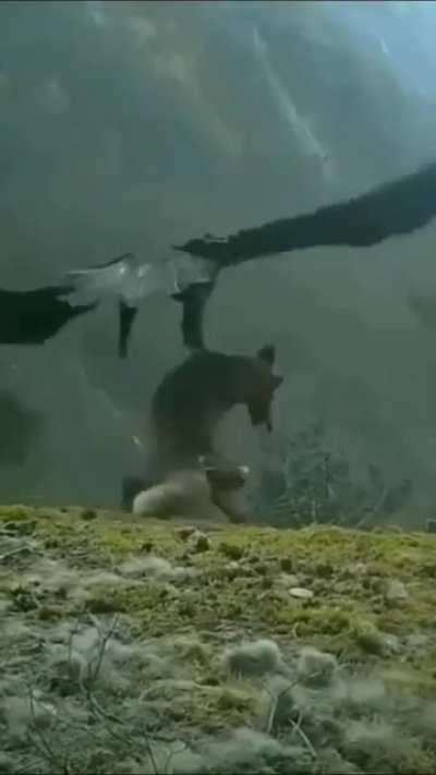 🔥 Mountain Eagle moving a dead fox during rough weather.