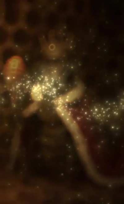 Apeina Regina(request any brainrot and i'll make a video of it)