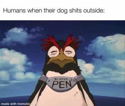 Congratulations puppy