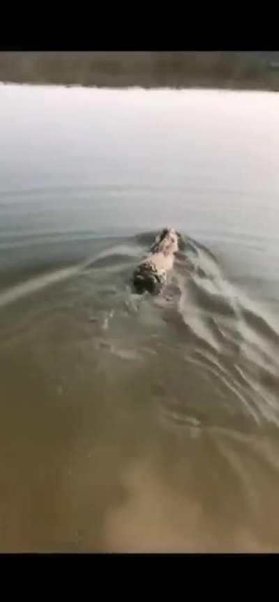 knew they could swim?