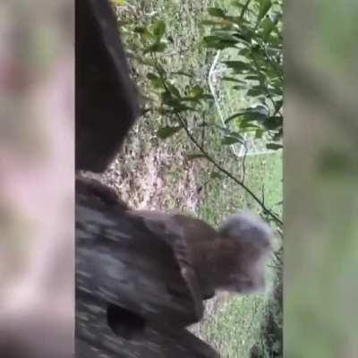 Thanks, I hate squirrel stuck in fence by his nutsack