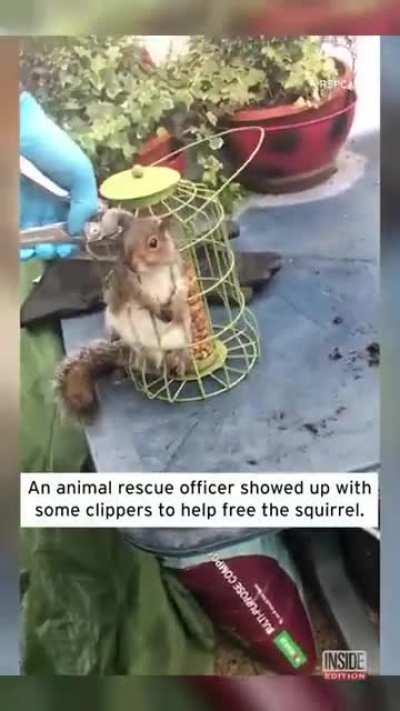 Animal rescuer helps free squirrel from birdcage.