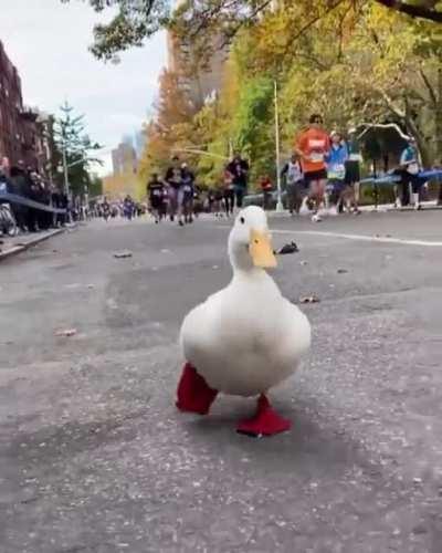 This duck running in the NY marathon with his own little running shoes