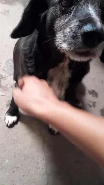 encontré un perro con un bulto en el cuello, alguien sabe qué podría ser?”