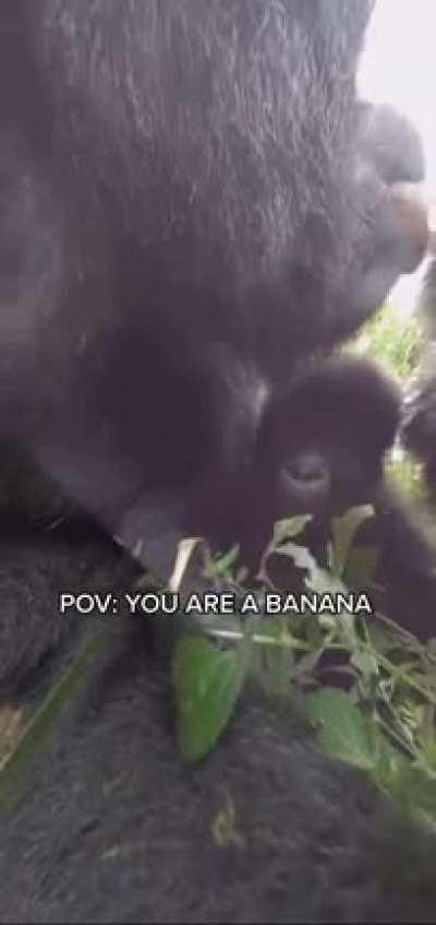 Pov:you are banana
