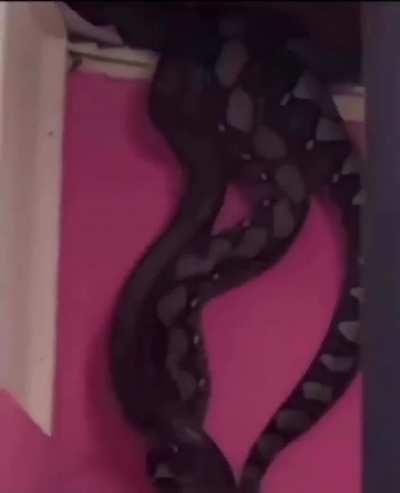 âHello Pest Control we have a small snake hanging out of our ceilingâ