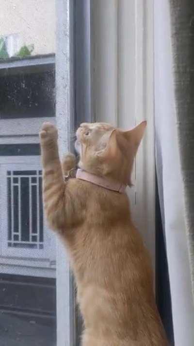 DeeDee has birbs on her mind.