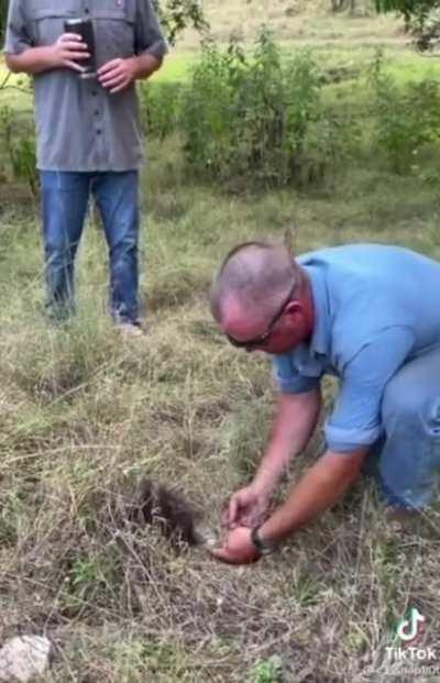 Bothering a porcupine