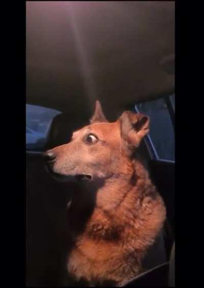 Invest in scared doggo