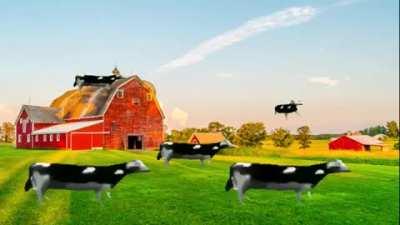 A Dancing polish cow farm.