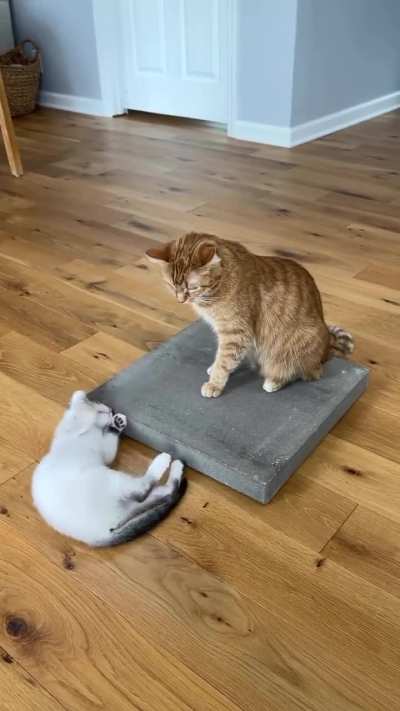 Note to self: Buy a concrete slab.