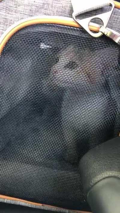 On the way home from being spayed - high on pain meds and REALLY unhappy to be in kitten jail