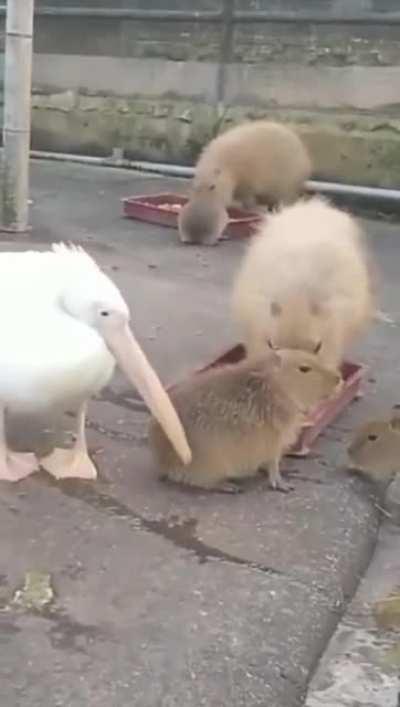 Pelican eating Capibara or at least he tries, bad boi.
