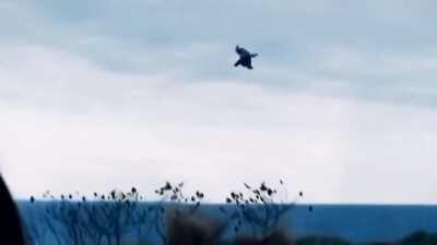 Fighting Heimdallr and suddenly