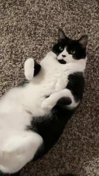 Are cats supposed to squeak?