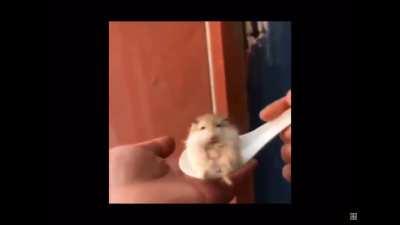 Upvote or HAMPTER die