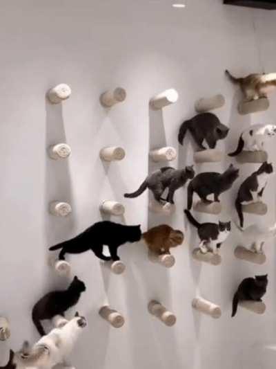 Calling to order a meeting of the League of Catsassins