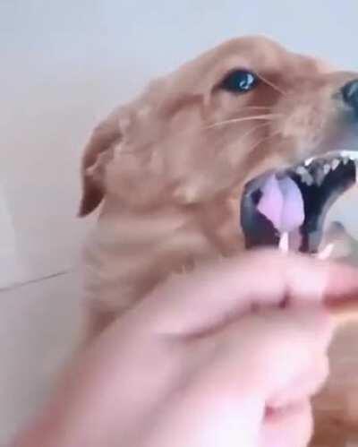 Taming the wild beast