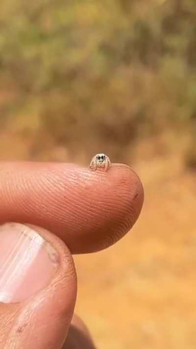 Bb spider bro found on a wild fire 🥺