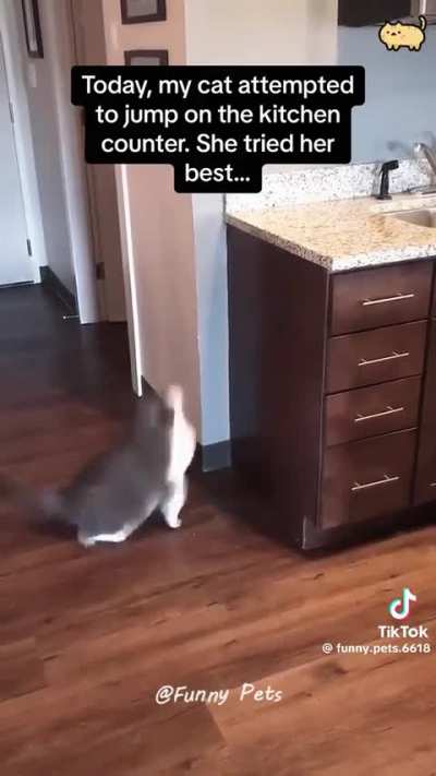 Gatti che fanno cose strane