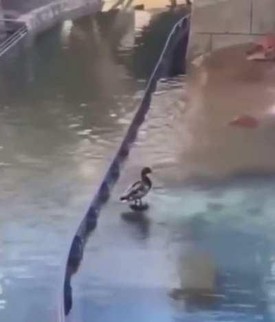 This bird didn’t know he was sitting on top of a fountainhead.