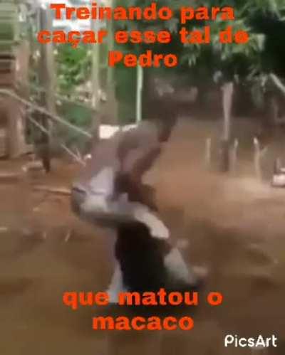 Pedro 😡😡😡 (original)