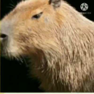 Capybara tiem 😃😃😃