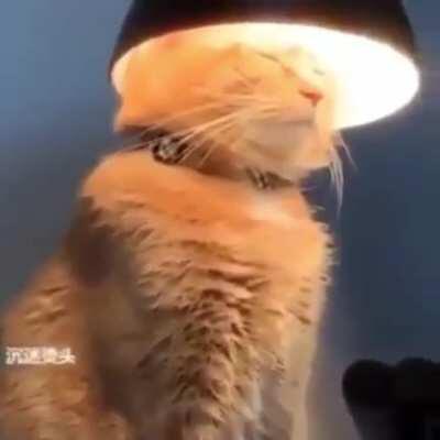 This cat is the chosen one