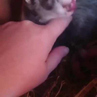 Hey man! Take a look at my babies