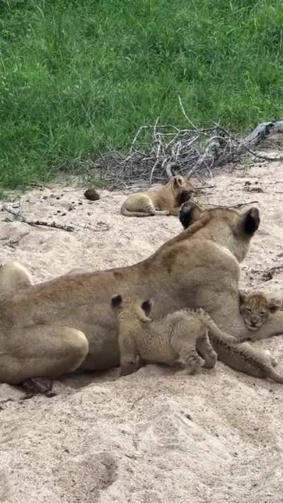 Very nice to see this new Nkuhuma cubs growing everyday….they are busy bothering mommy for milk..🥹🫠