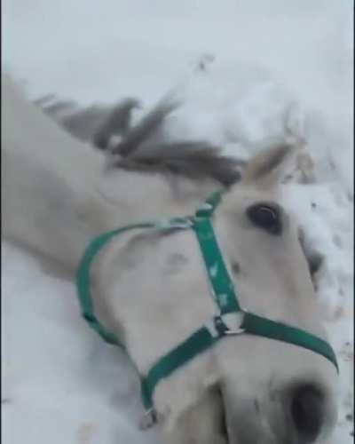 Horse that thinks he is a dog