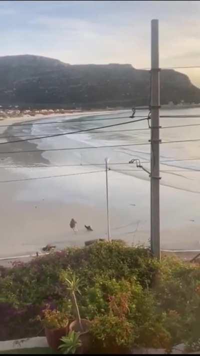 Seal attack in South Africa